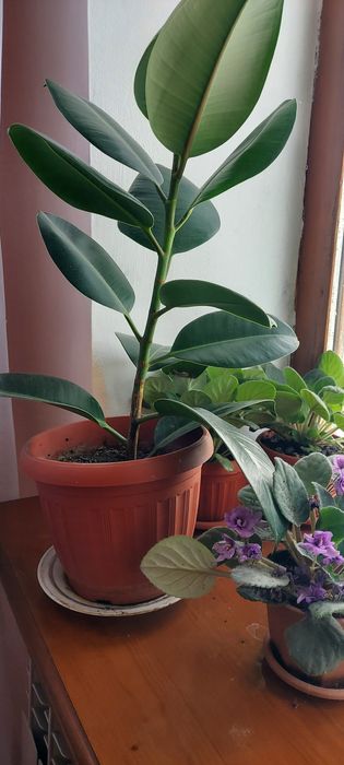 Алое   и   комнатные    цветы