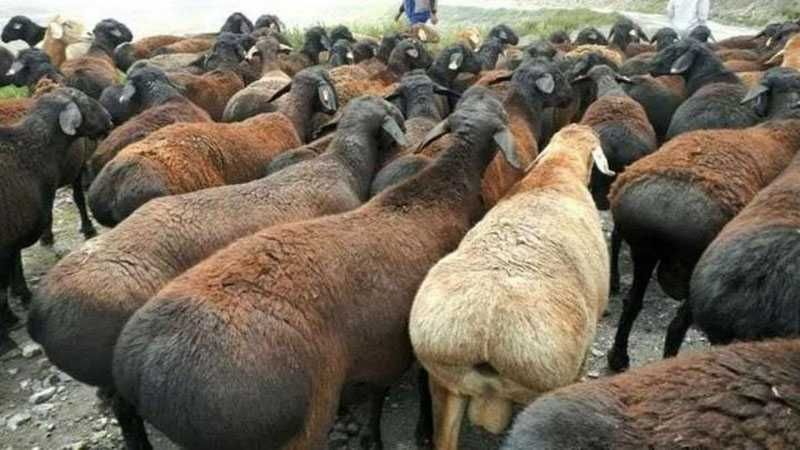 Zotli qo'y sotiladi narxi kelishtirib beriladi ko'proq olgan odamga