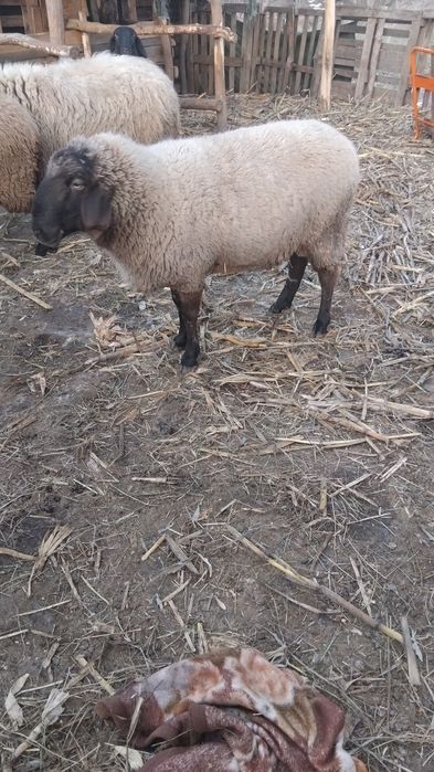 Berbec tânăr și frumos!