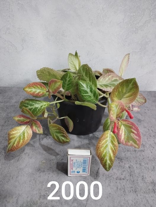 Продам комнатные растения