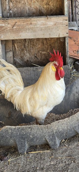 Vând cocoși Lehorn