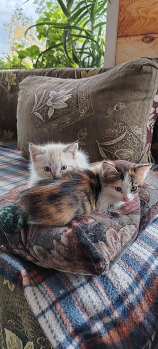 Котята для удачи!
