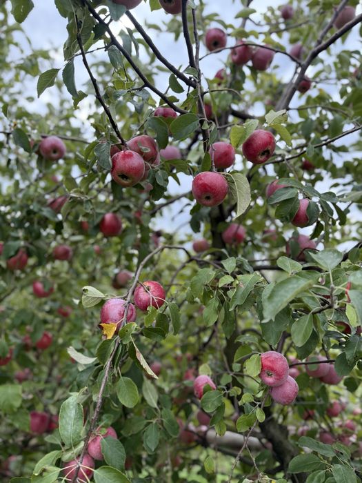Vand mere româneşti de consum