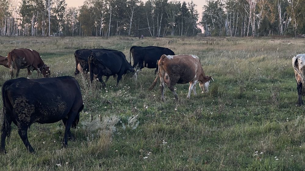 Продам все поголовье сразу