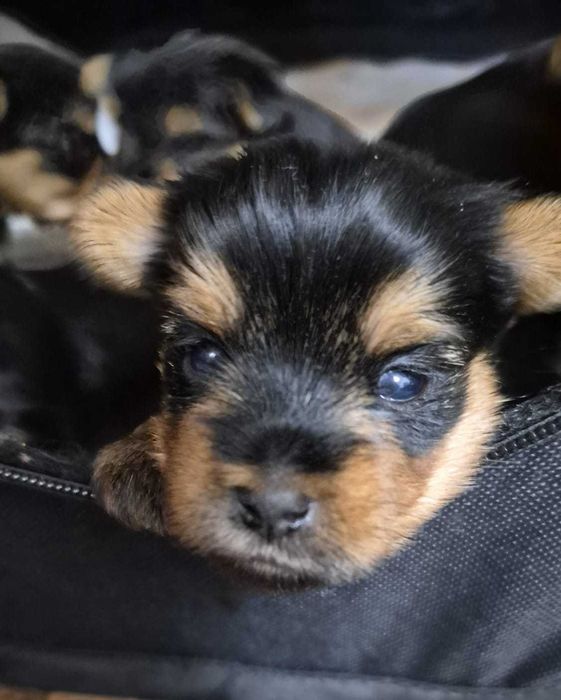 Девочка, йоркширский терьер.