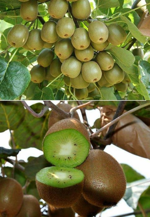 Pomi Fructiferi Exotici (Kiwi )