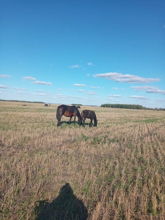 Продам кобылу с жеребёнком