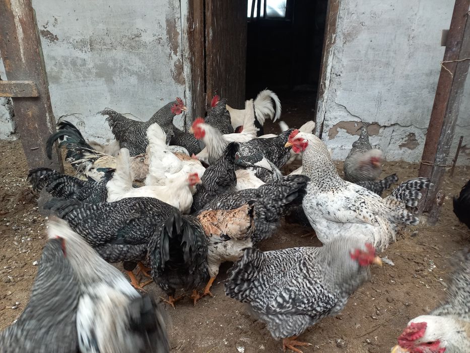 Петушки молодые.