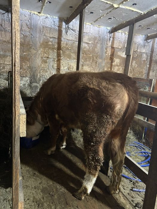 Продам быка 2 года