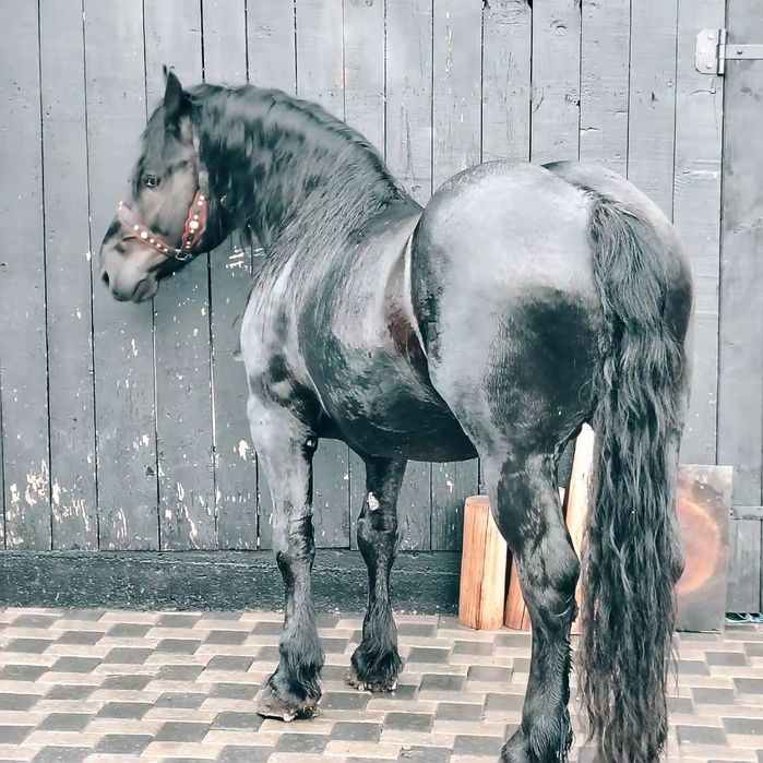 De vânzare armăsar în vârstă 3 ani