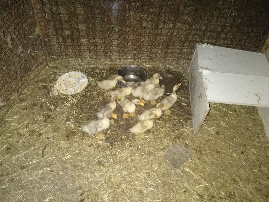 Утка сатлат жаксы каралган
