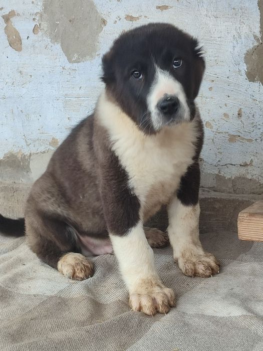 Щенки САО Алабай 3 месяца