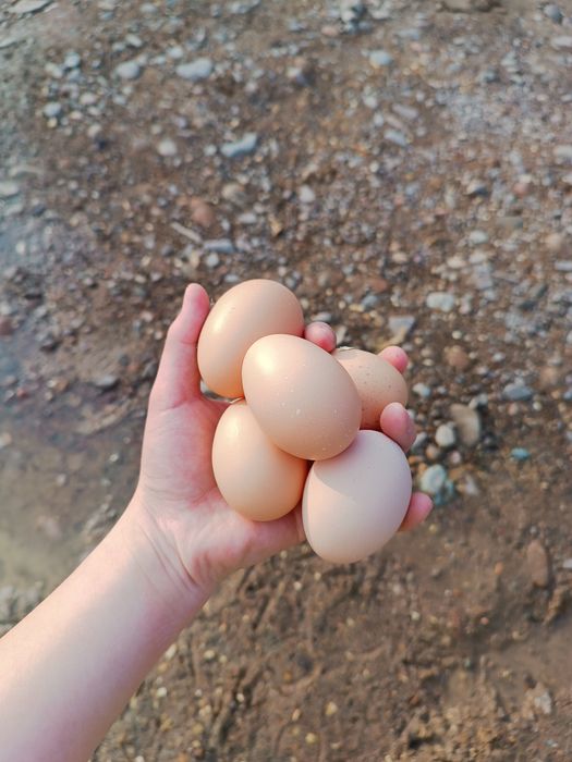 ИЯ палевый орпингтон