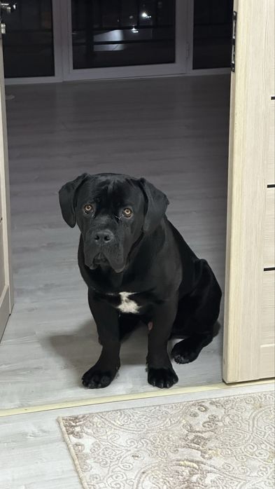 Собака, кане корсо, щенок 8 месяцев !