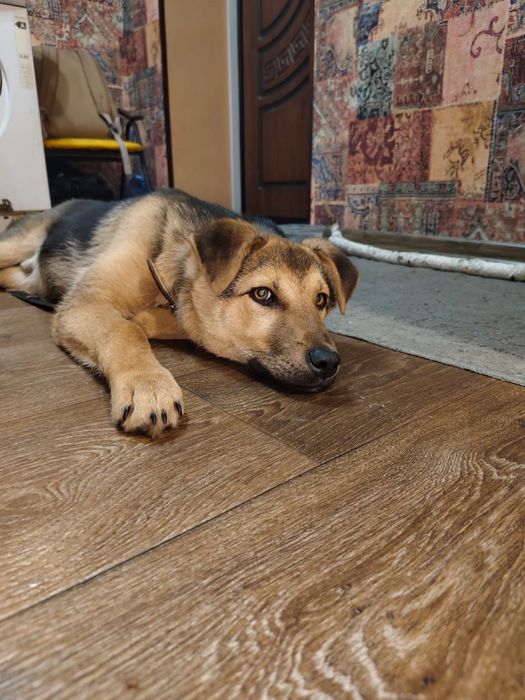 Щенок в добрые руки