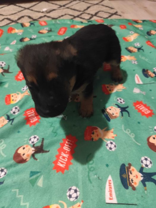 Donez căței talie mică