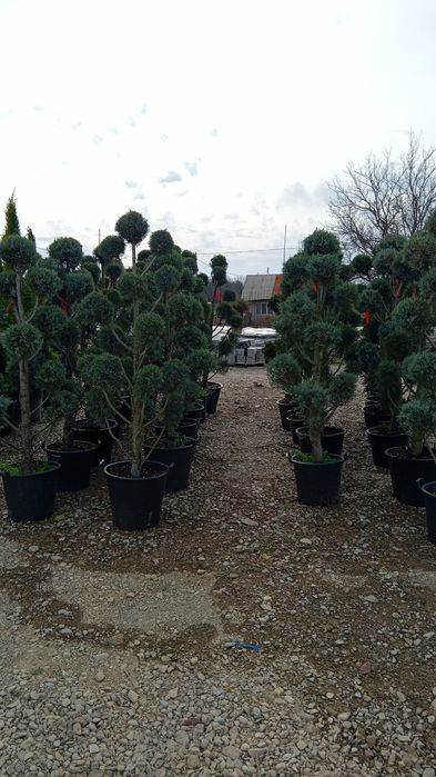 Amenajări cu plante ornamentale