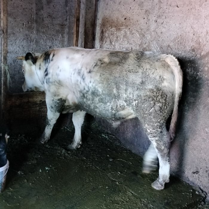 Vând vitei.  Vițel de 10 luni și două vitele de 5 luni .Detalii la telefon:0737353230.Bocnita Iasi
