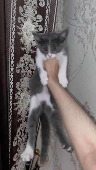 Mushuk bolasi kichkina pshik srochni hadya barladi