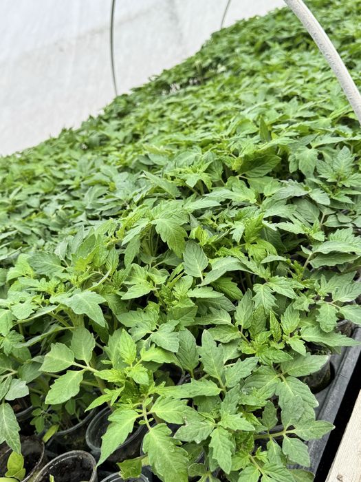 Разсад домати- червени и розови