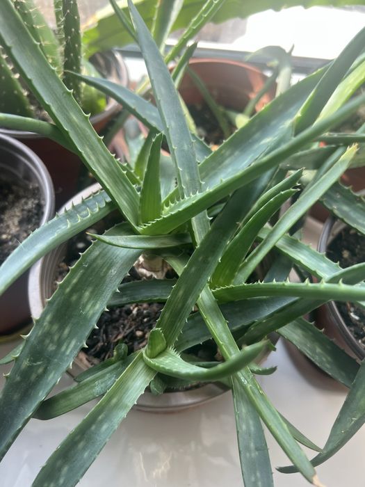 Алоэ вера оптом 4 штуки=1500 тенге