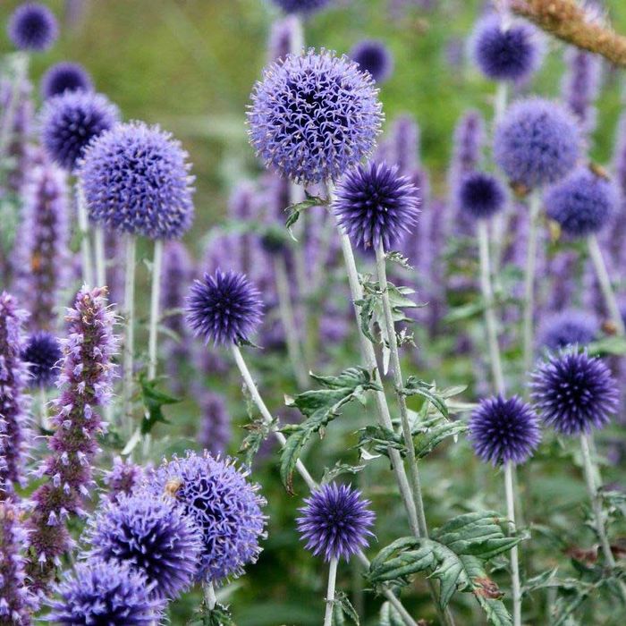 Echinops ritro radacina nuda