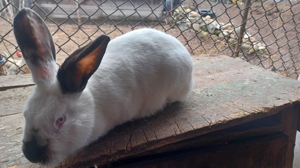 Продавам зайци различна възраст