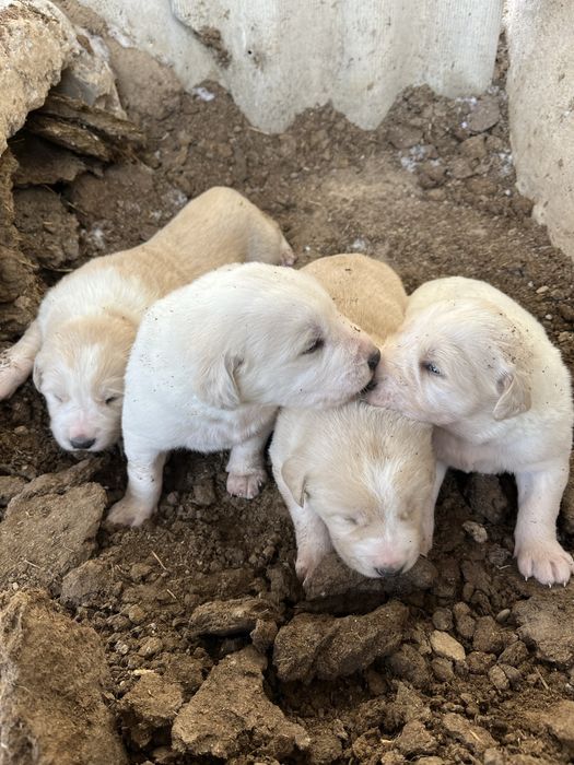 Алабай щенки күшіктер