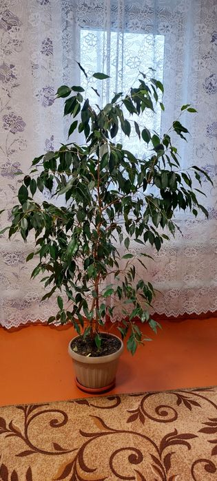 Продам цветы домашние