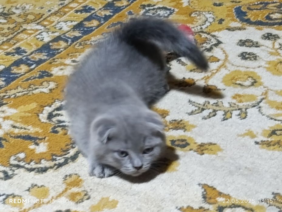 SKOTİW fold ona bola