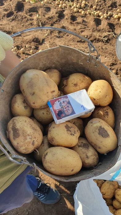 Продам картофель