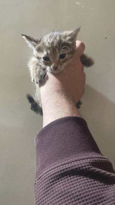 Отдам котят в хорошие руки две девочки