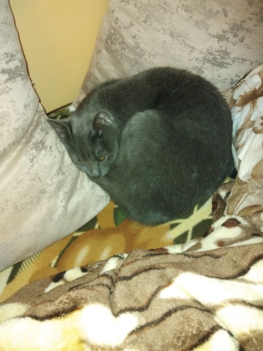 Синя руска котка