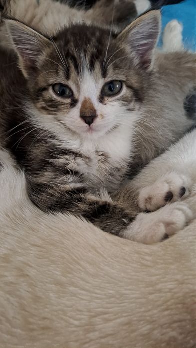 Отдам котят в добрые руки