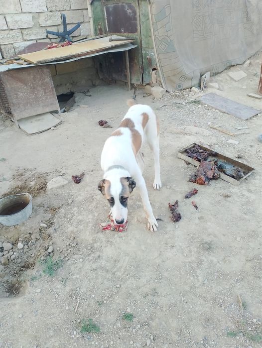 Продается собака туркменский алабай