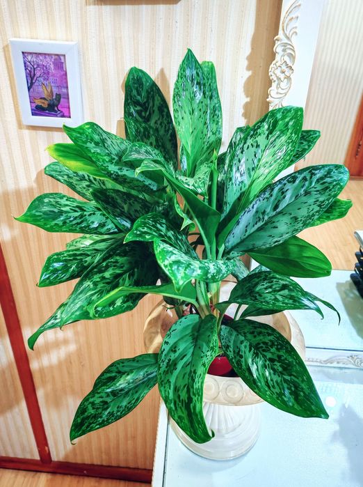 Аглаонема Green Light