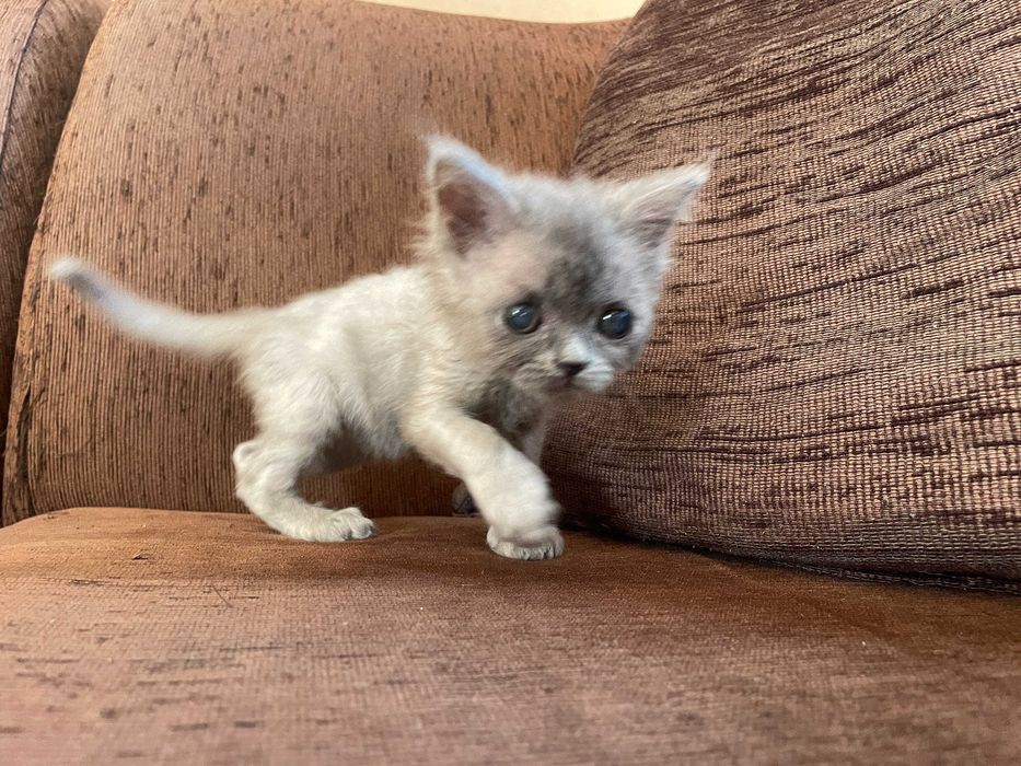 Британски котенца