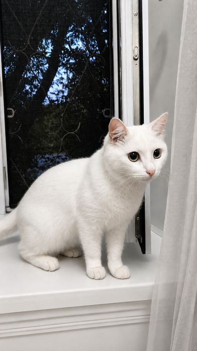 Ищем дом для белоснежного котика