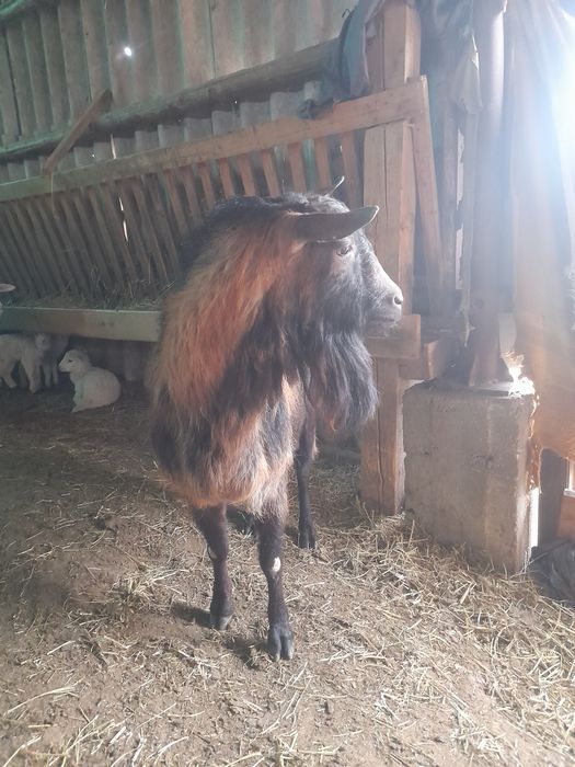 Vând țap alpin francez