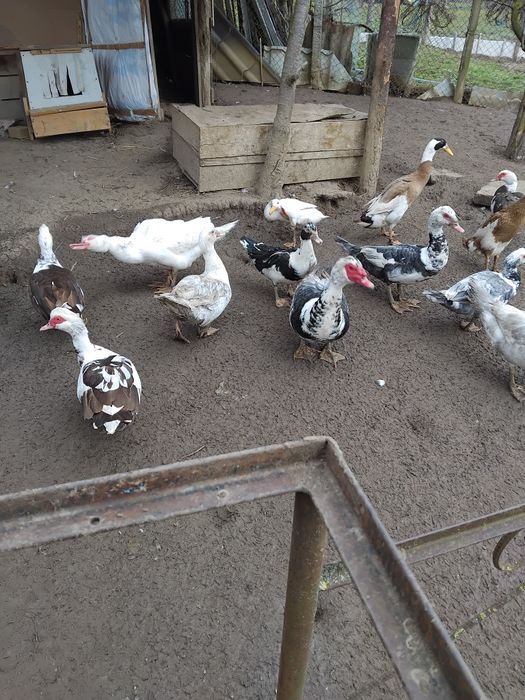 Vind rate mute.tineret..