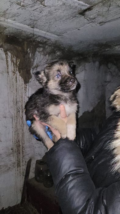 Классные щенки ищут дом и доброго хозяина