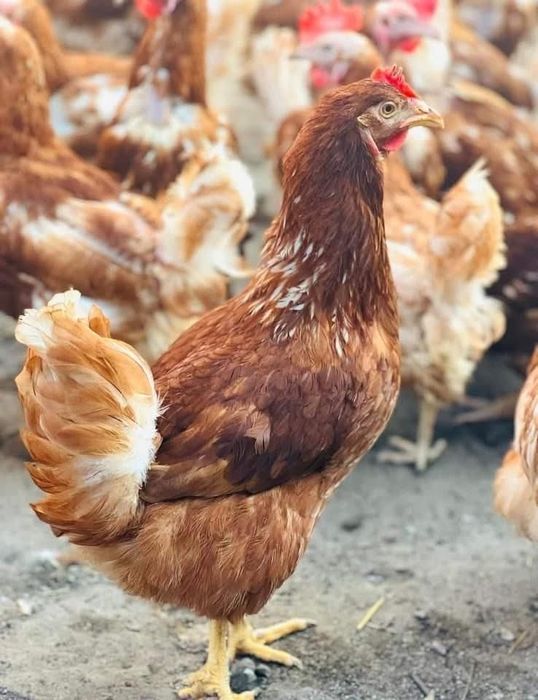 Перфектни кокошки за яйца