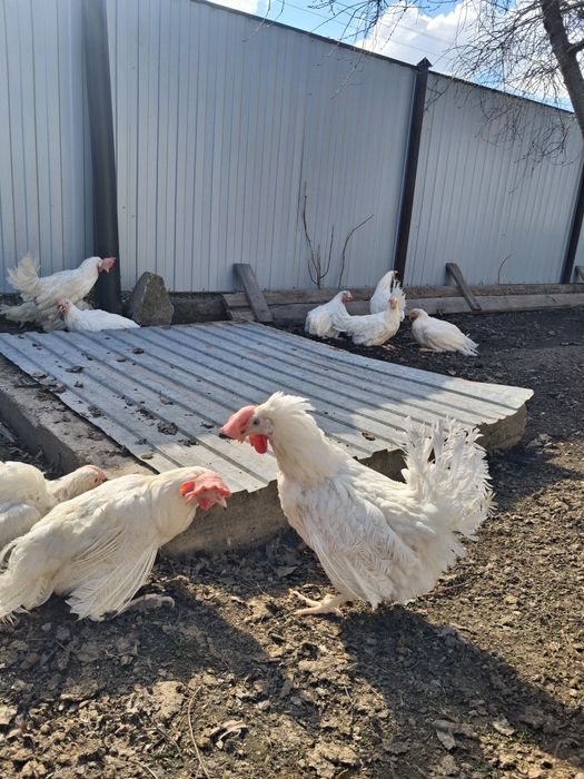Продам белых несушек