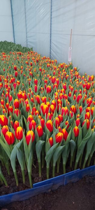 Тюльпаны Голландские в розницу