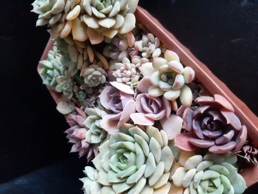 Суккуленты из частной коллекции