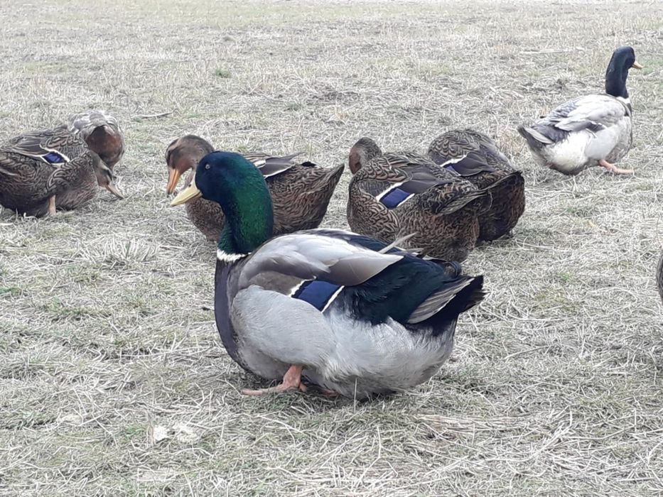 Ouă incubație și boboci Rouen