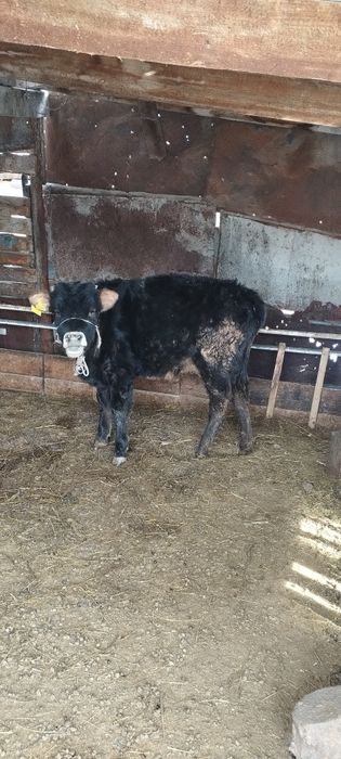 Еркек бұзау сатылады