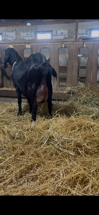 Capre si iedute AngloNubian