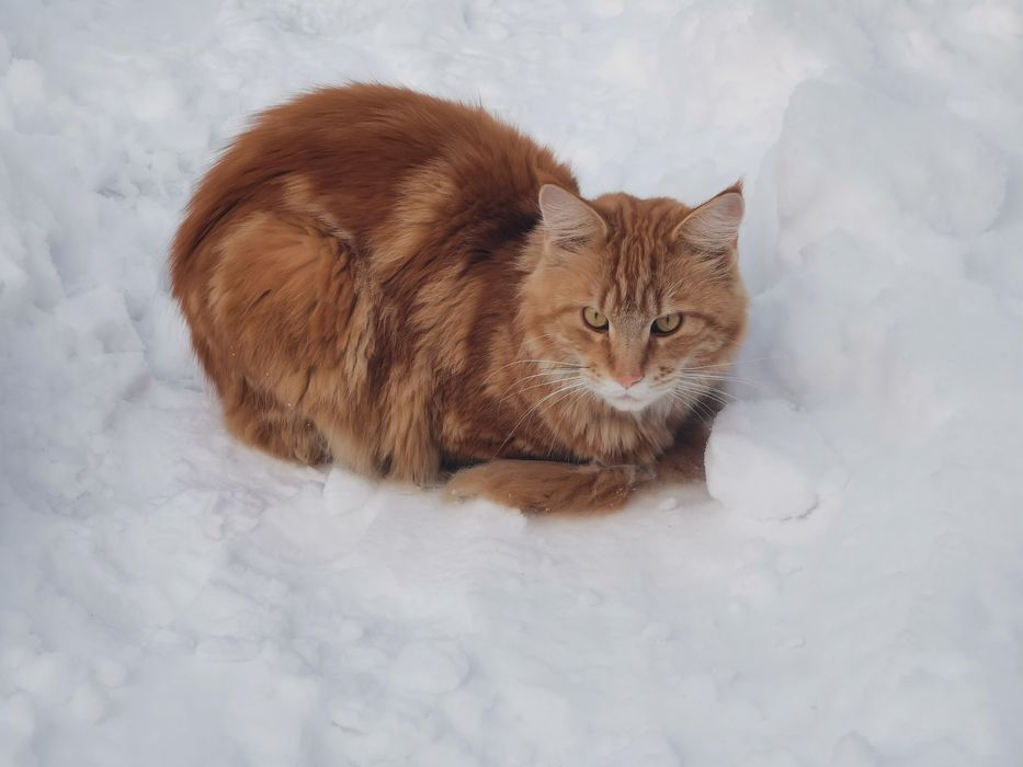 Вязка с мейн-куном