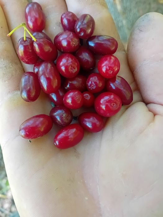 Coarne  fructe de pădure